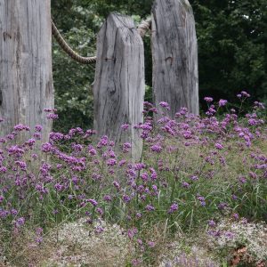 Verbena bonariense