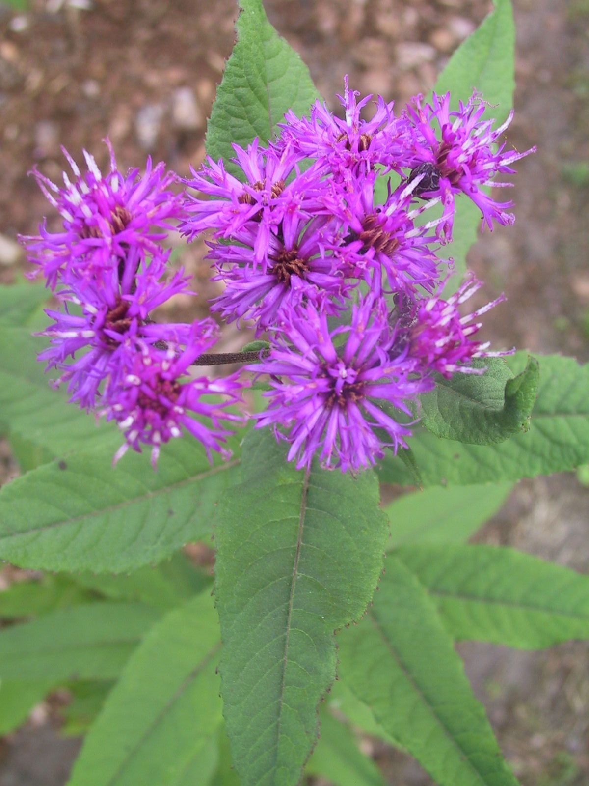 Vernonia noveboracensis