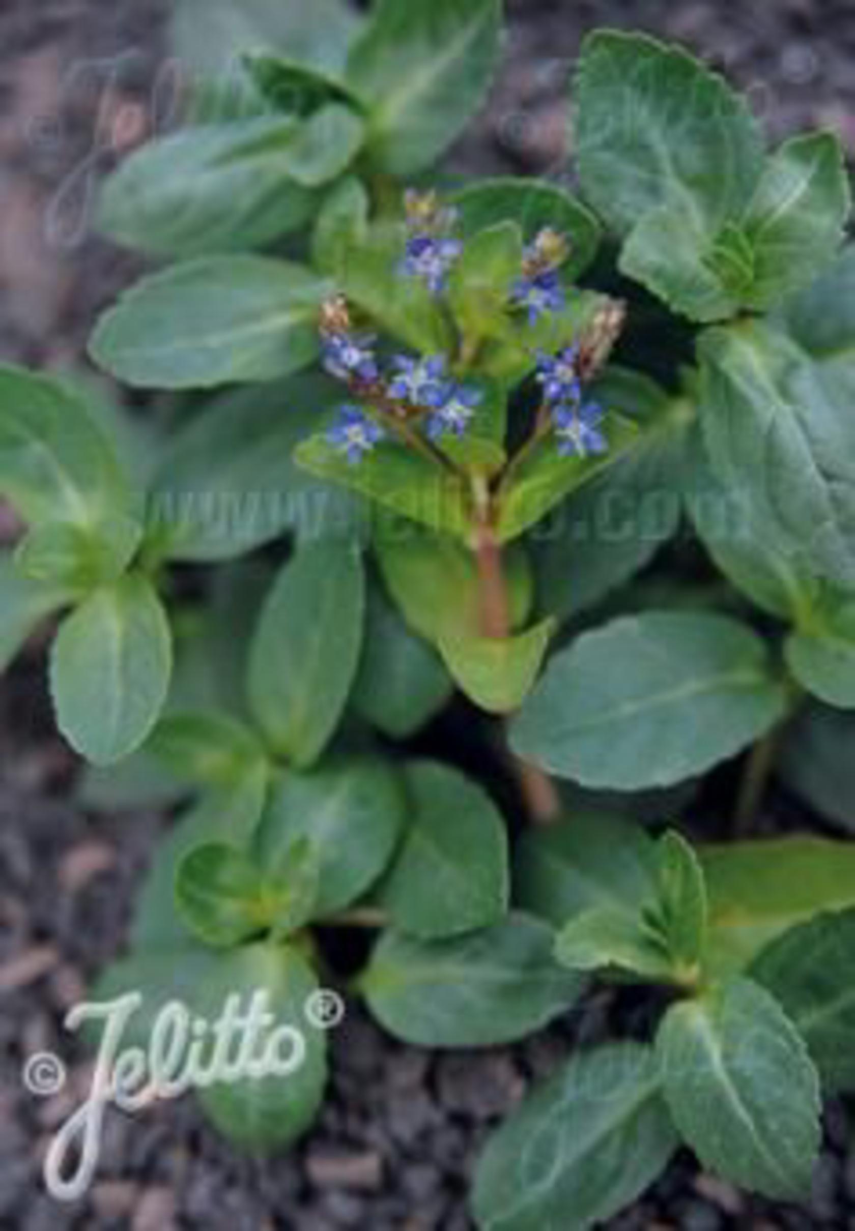 Veronica beccabunga