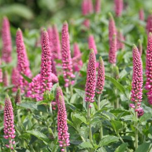 Veronica longifolia 'First Love' (S)