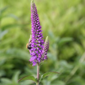 Veronica longifolia 'First Match' (S)