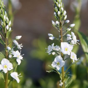 Veronica gentianoides