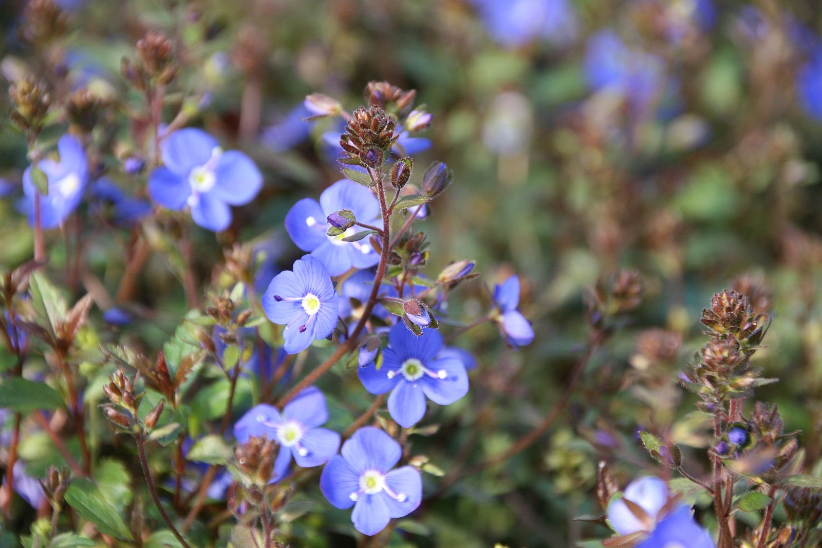 Veronica peduncularis 'Georgia Blue'
