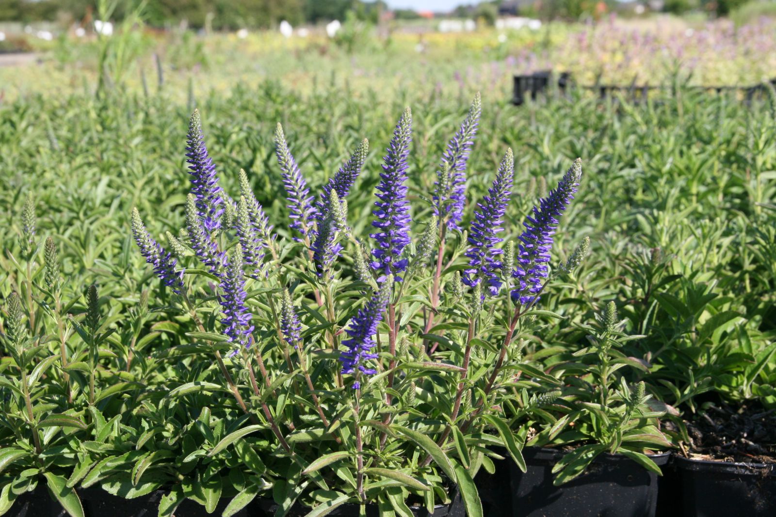 Veronica spicata nana 'Blauteppich'