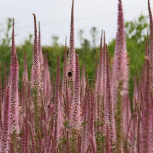 Veronicastrum virginica 'Erika'