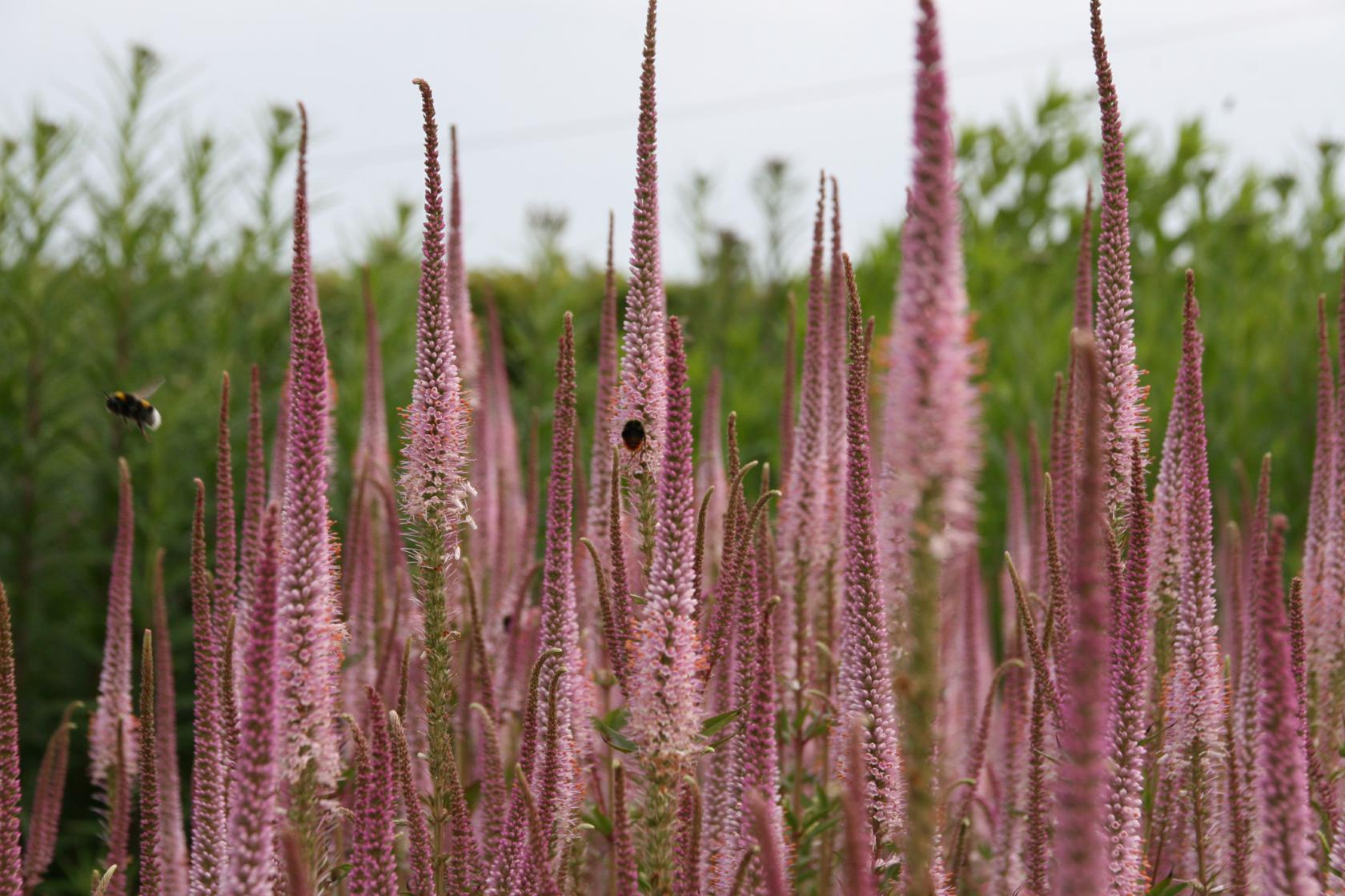 Veronicastrum virginica 'Erika'