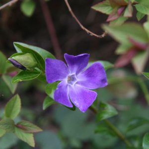 Vinca major