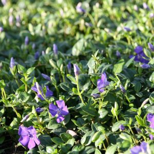 Vinca minor 'Marie' (S)   5-7