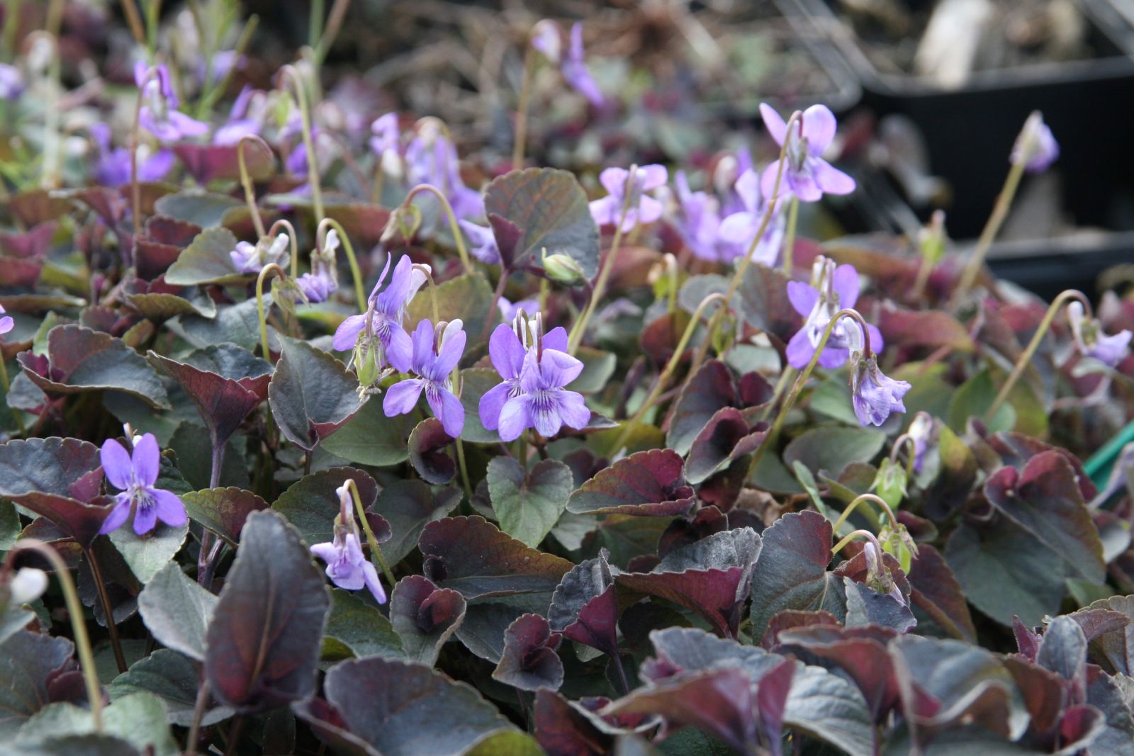 Viola labradorica