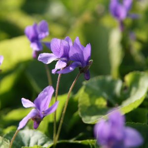 Viola odorata 'Königin Charlotte'