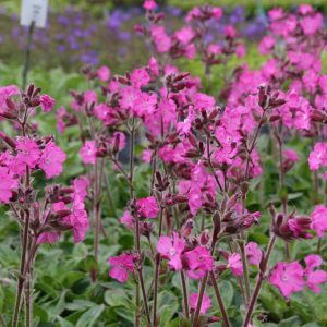 Lychnis flos-jovis 'Rolly's Favorite'  (S)