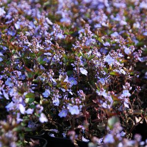 Veronica petraea 'Madame Mercier'