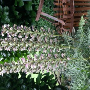 Acanthus spinosus