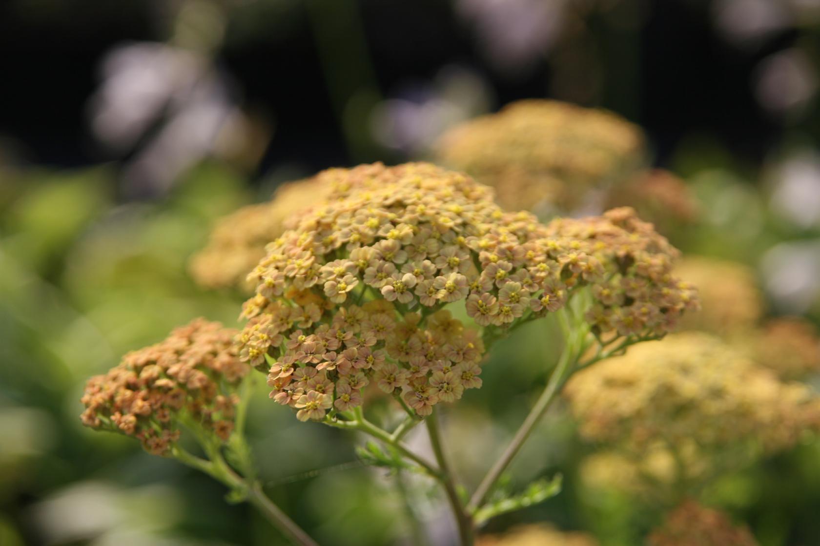 Achillea filipend. 'Hannelore Pahl''