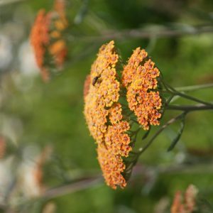 Achillea filipendulina 'Walter Funke'