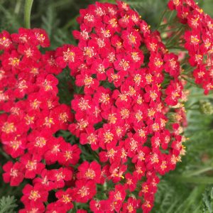 Achillea millefolium 'New Vintage Red' (S)