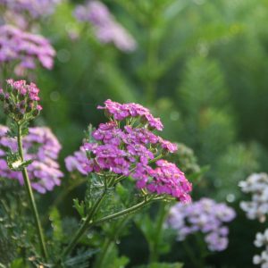 Achillea millefolium 'Pretty Belinda' (S)