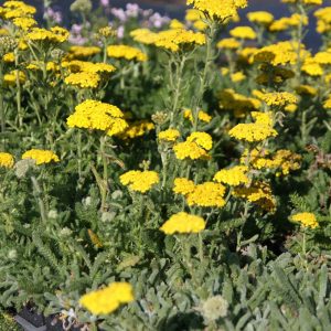 Achillea tomentosa `Aurea`