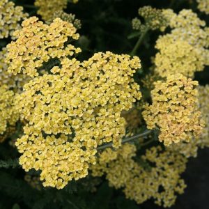 Achillea filipendulina 'Hannelore Pahl''