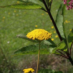 Achillea filipendulina 'Parker'