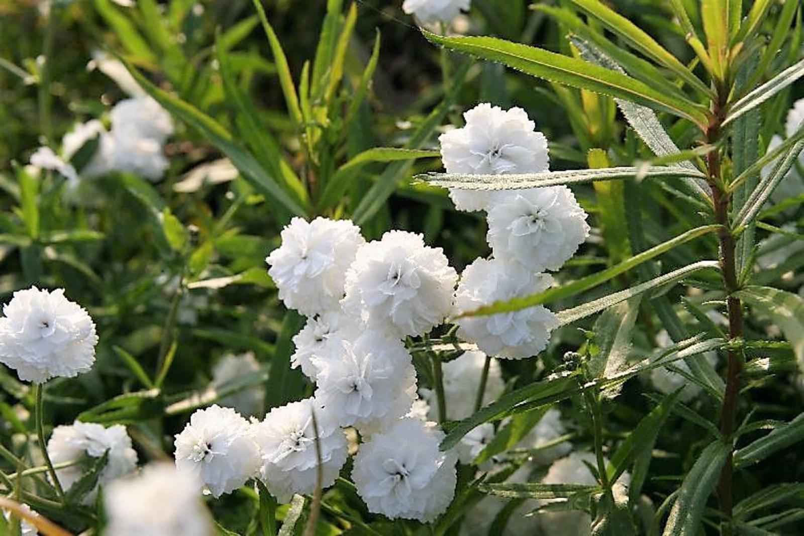 Achillea ptarmica 'Schneeball' veg.