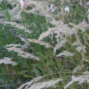 Achnatherum calamagrostis