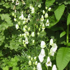 Aconitum napellus 'Album'