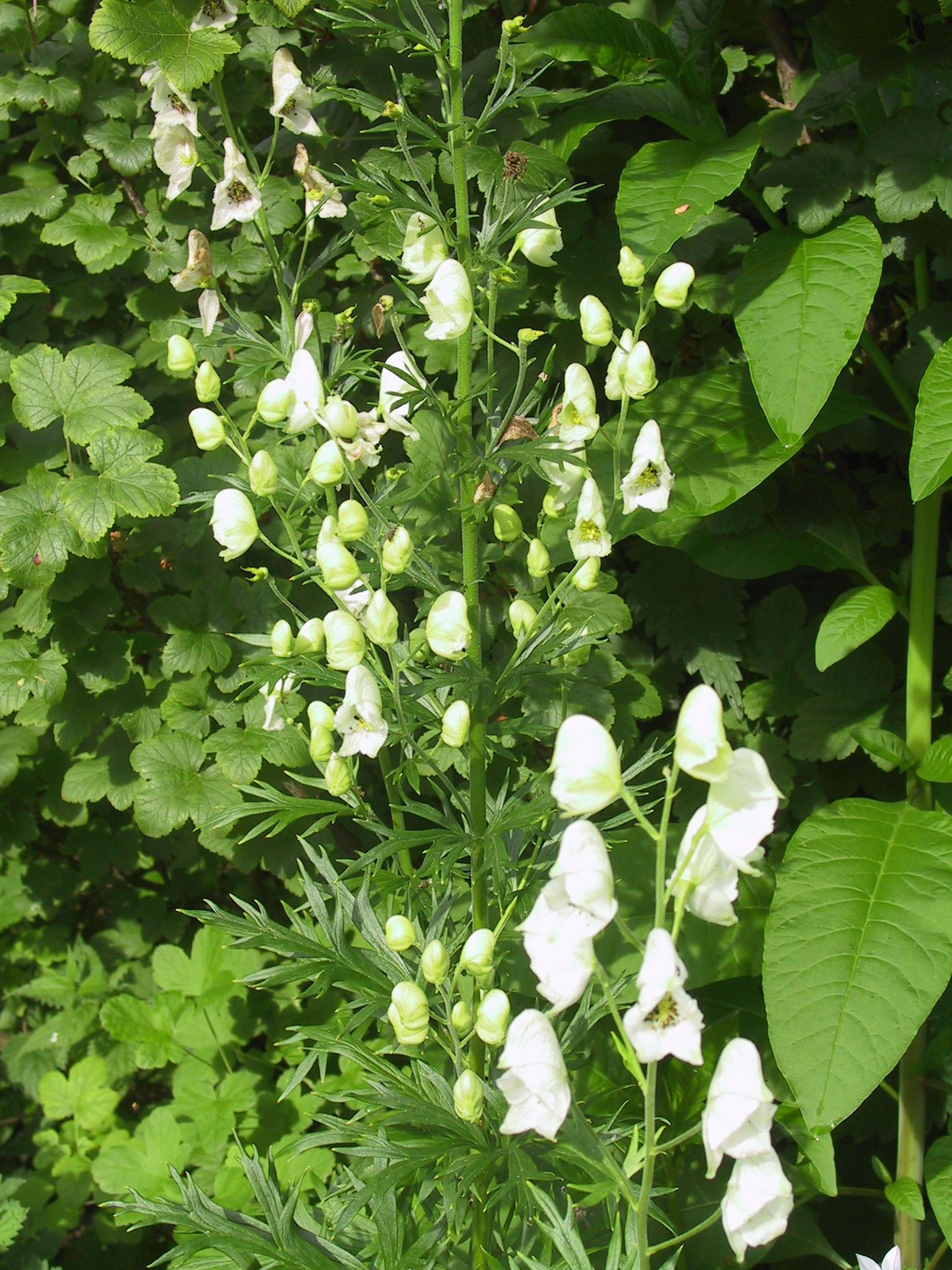 Aconitum napellus 'Album'