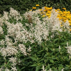 Persicaria x cultorum 'Johanniswolke'