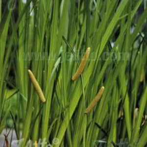 Acorus calamus