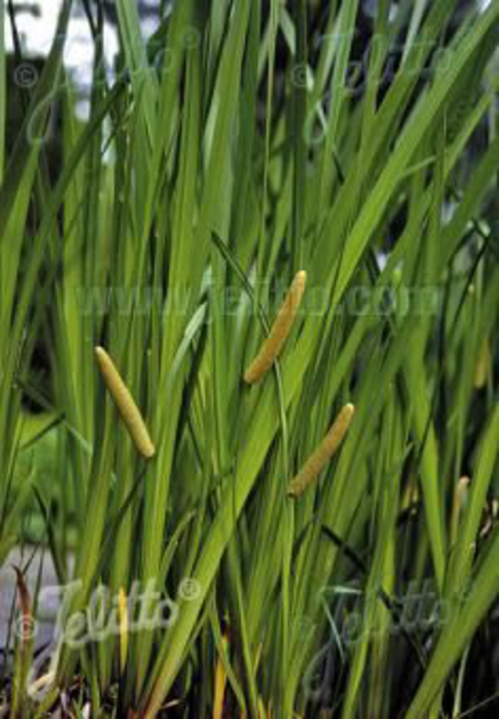 Acorus calamus