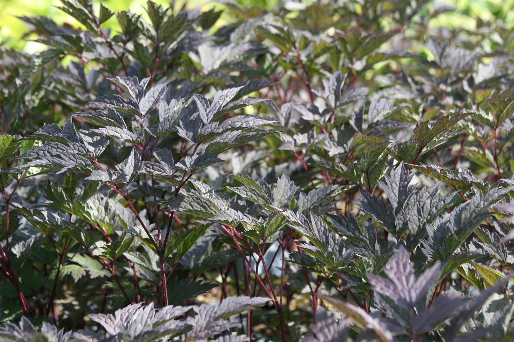 Actaea simplex 'Brunette' (Cimicifuga)