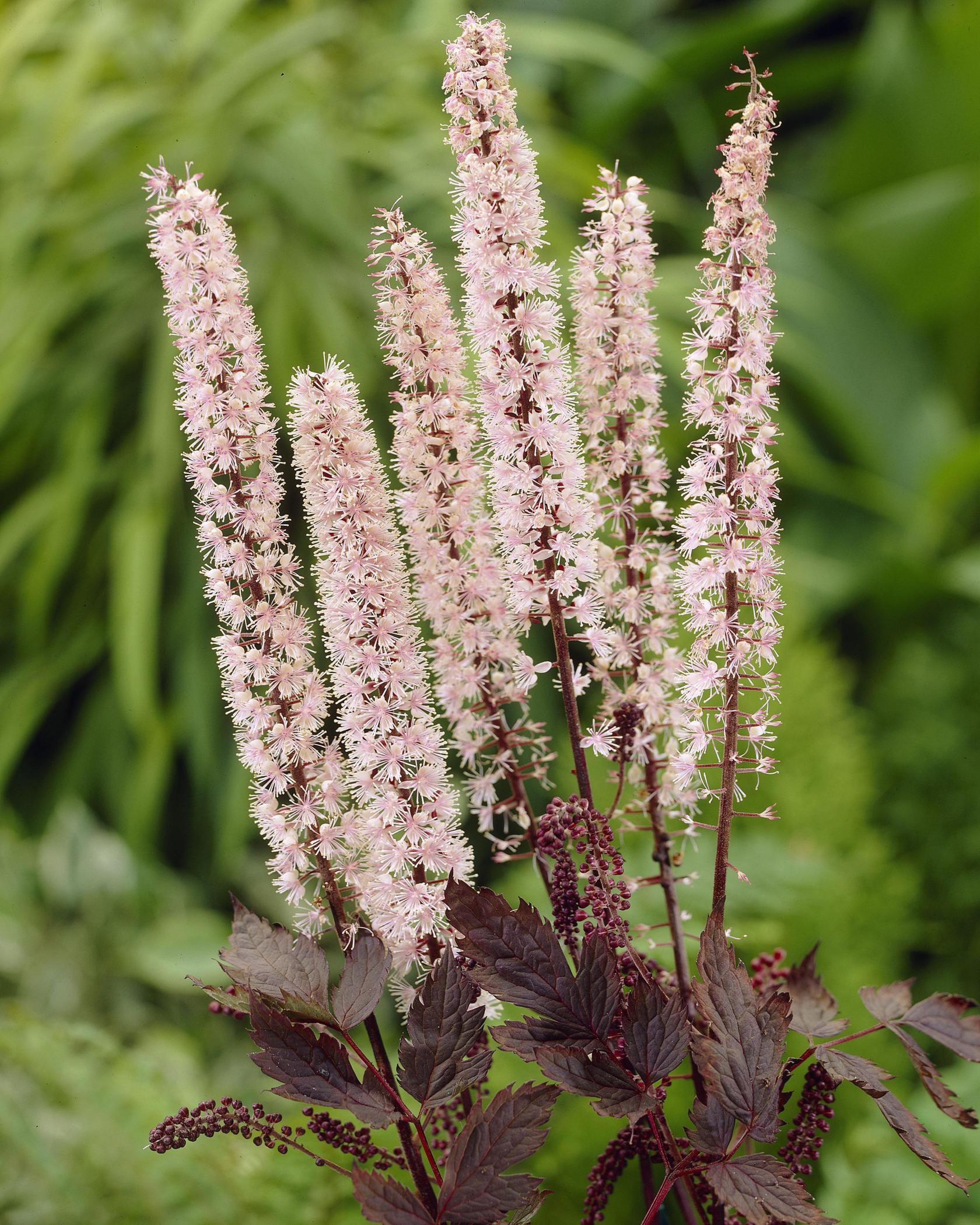Actaea simplex 'Pink Spike' (Cimicifuga)