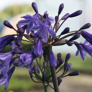 Agapanthus africanus 'Black Buddist'
