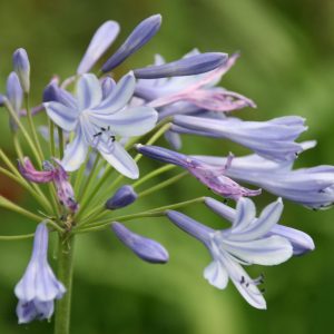 Agapanthus africanus 'Peter Pan'