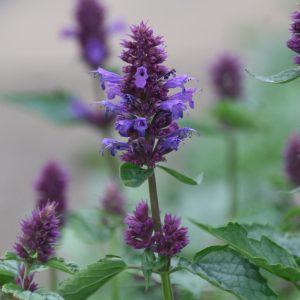 Agastache rugosa 'Blue Boa (S)