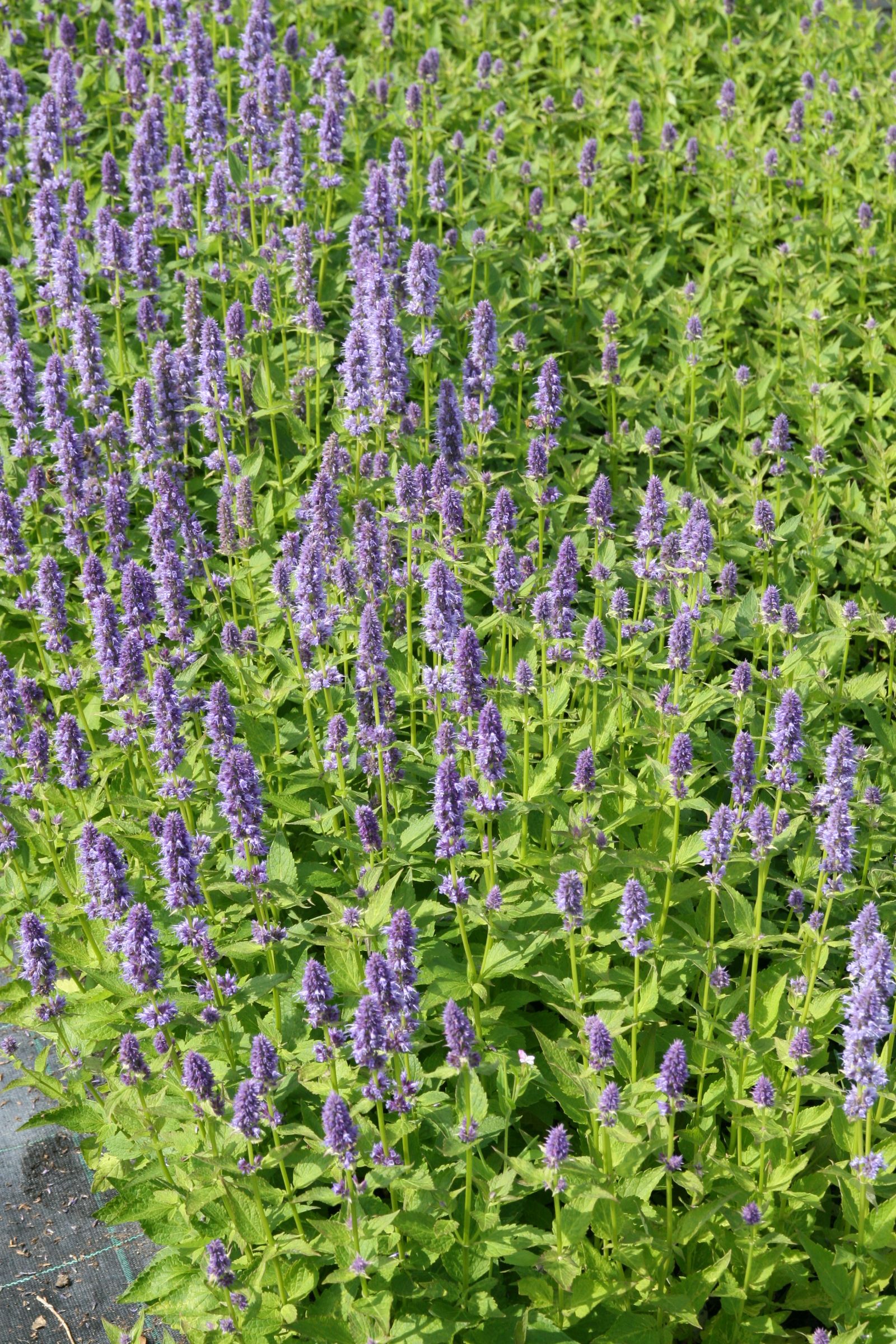 Agastache rugosa 'Blue Fortune'