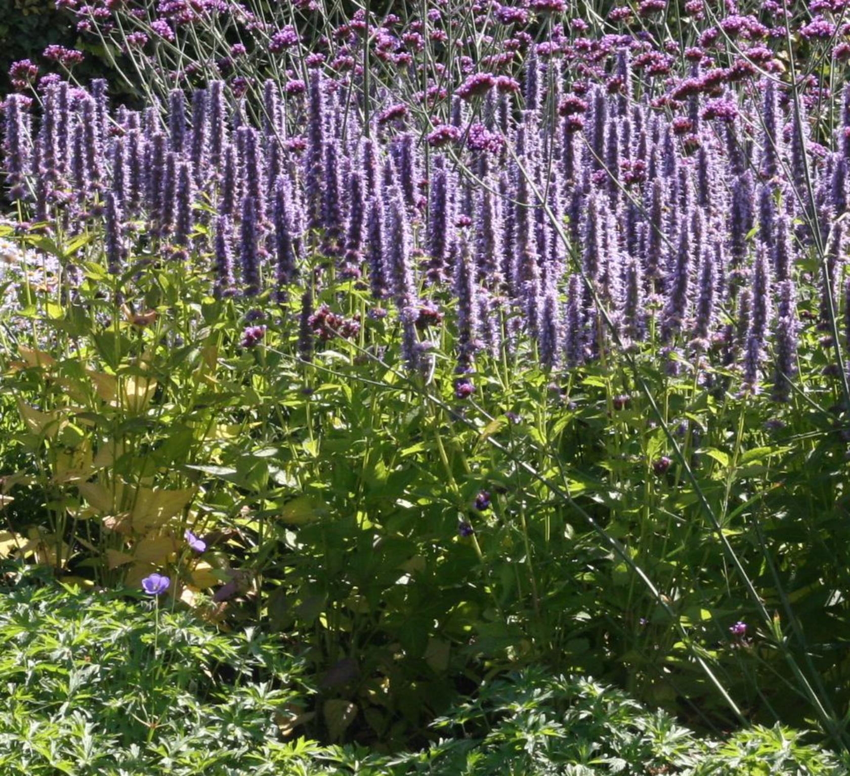 Agastache foeniculum