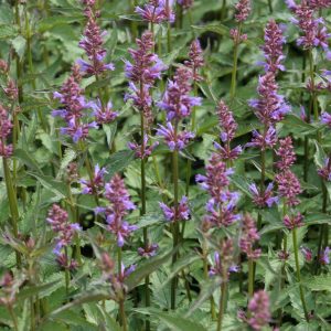Agastache foeniculum 'Purple Haze' -S-
