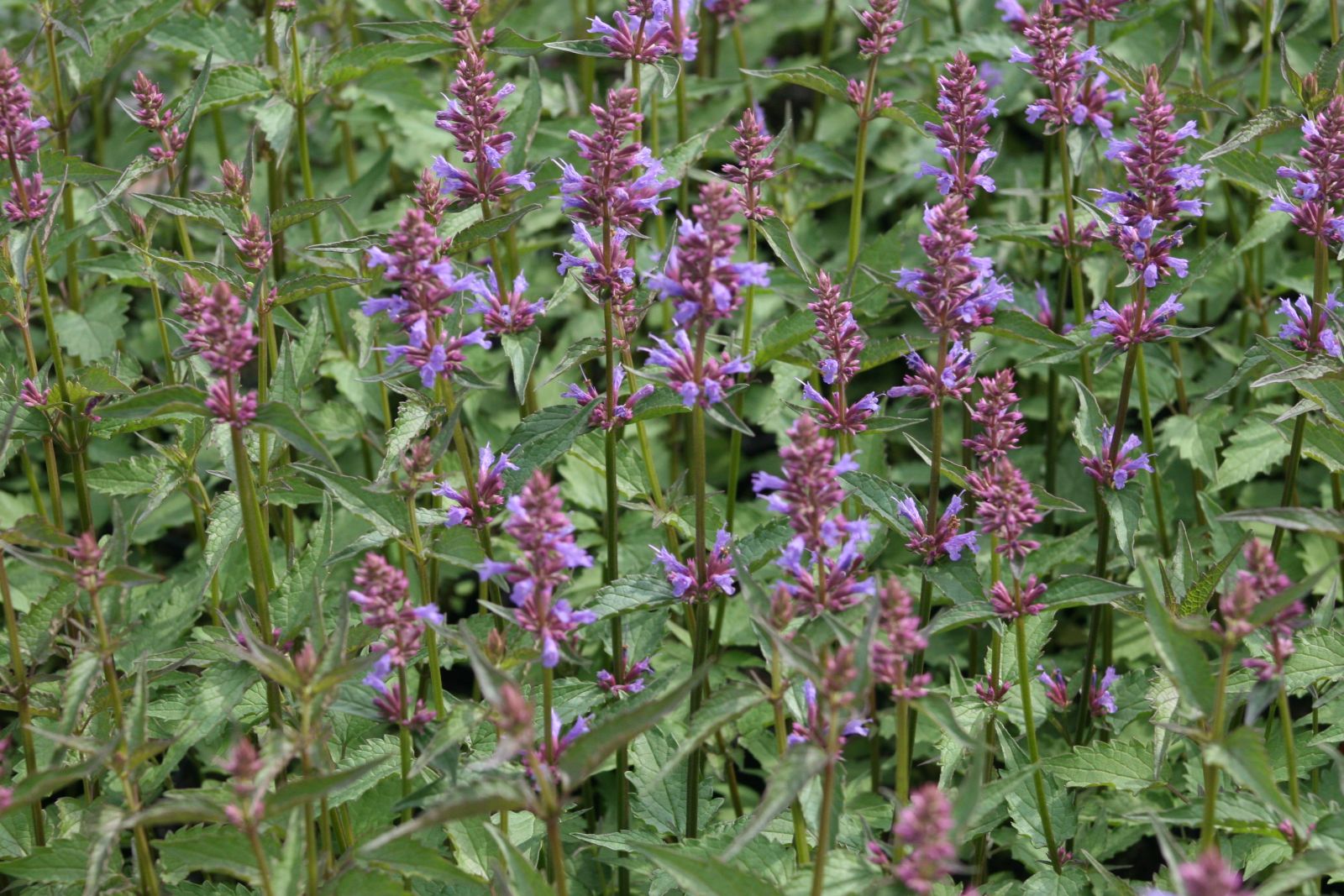 Agastache foeniculum 'Purple Haze' -S-