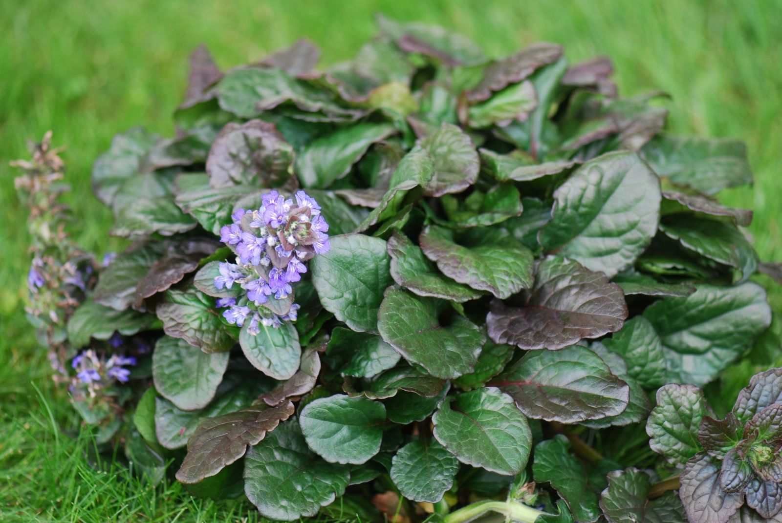 Ajuga reptans 'Black Scallop' (S)