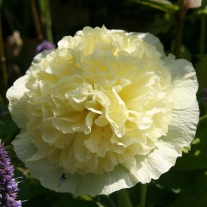 Alcea rosea 'Pleniflora' . gelb
