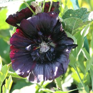 Alcea rosea Spotlight-Series 'Blacknight'