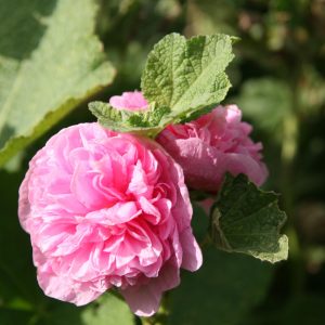 Alcea rosea 'Pleniflora'   rosa