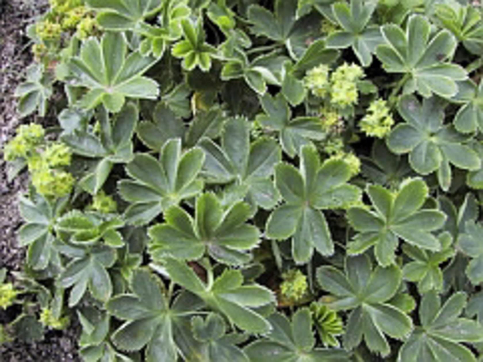 Alchemilla faeroensis ssp. pumila