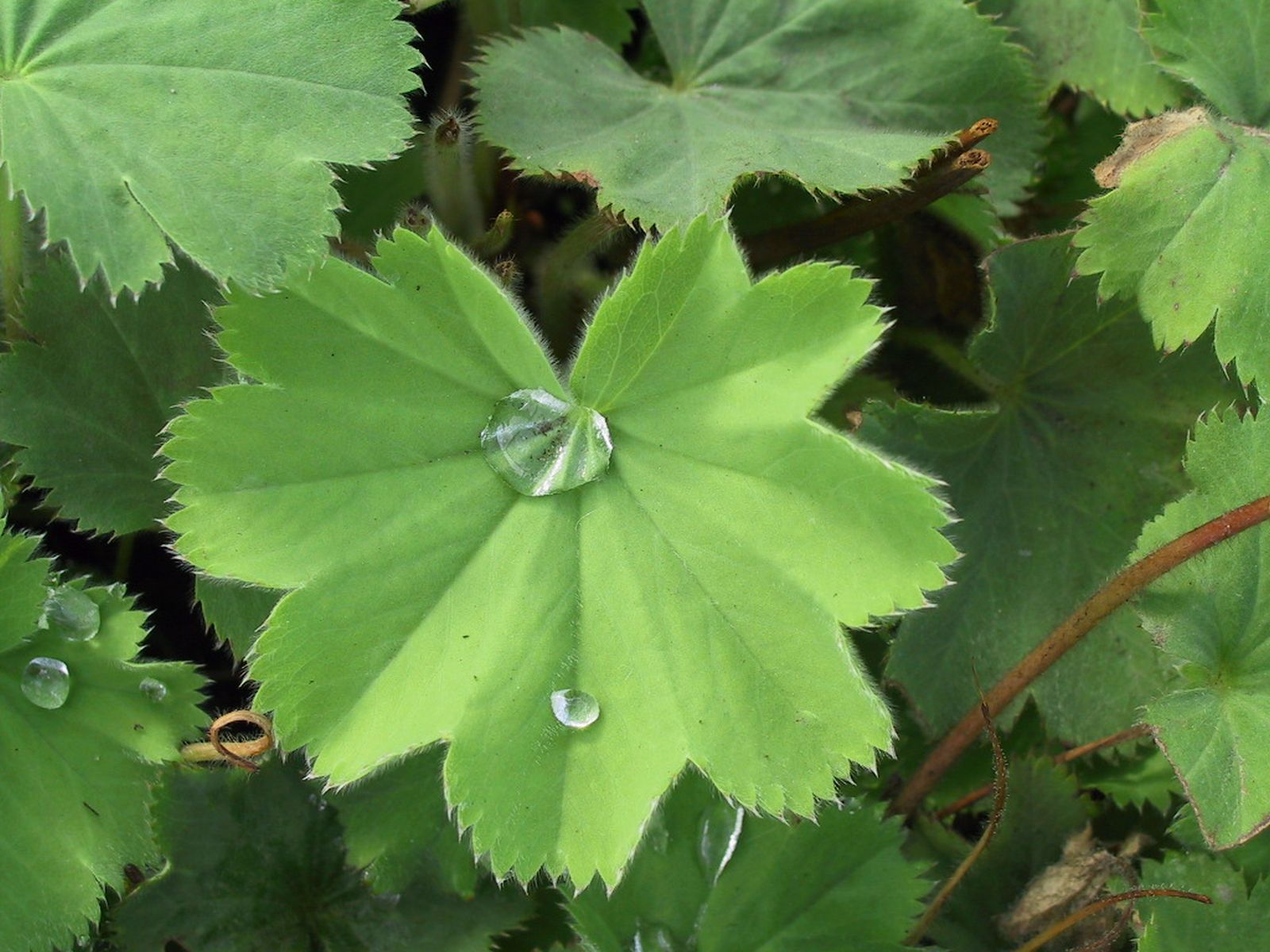 Alchemilla mollis