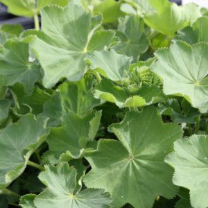 Alchemilla xanthochlora