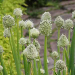 Allium fistulosum