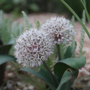 Allium karataviense