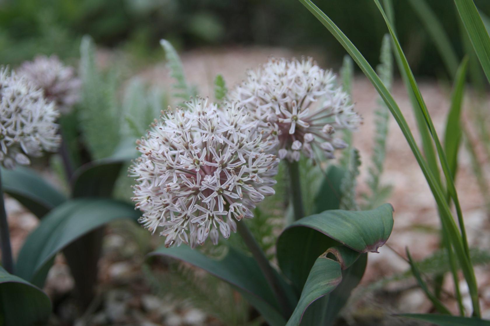 Allium karataviense